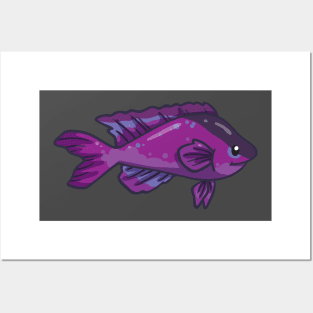 Blackcap Basslet Posters and Art